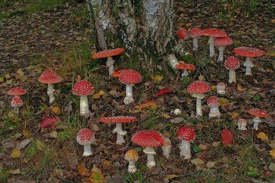 Cogumelos vermelhos nascendo da grama.