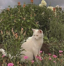 Gato branco na frente de um arbusto.